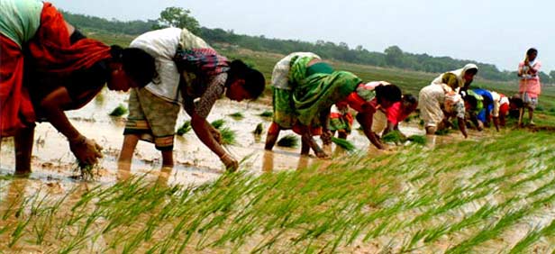 agriculture-jharkhand